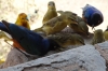Superb Starlings & Yellow Weavers pick upbread crumbs at lunch on Observation Hill, Ambesoli National Park, Kenya