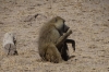 Yellow Baboon, Ambesoli National Park, Kenya