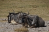 Wildebeest, Ambesoli National Park, Kenya