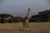 Giraffe, Ambesoli National Park, Kenya