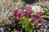 Mountain flowers, La Coma, Andorra