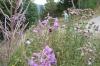 Elisse and flowers at La Massana, Andorra