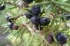 Berries at La Massana, Andorra