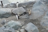 Penguins at Brown Station (Argentina), Antarctica