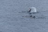 Orcas playing near Wiencke Island, Antarctica