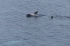 Orcas playing near Wiencke Island, Antarctica