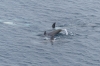 Orcas playing near Wiencke Island, Antarctica