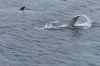 Orcas playing near Wiencke Island, Antarctica