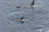 Orcas playing near Wiencke Island, Antarctica