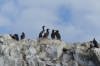Blue-eyed Shags nesting at Jougla Point on Wiencke Island, Palmer Archipelago, Antarctica