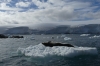 Seal at Jougla Point on Wiencke Island, Palmer Archipelago, Antarctica