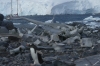 Penguins at Jougla Point on Wiencke Island, Palmer Archipelago, Antarctica