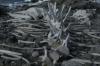 Whale bones at Jougla Point on Wiencke Island, Palmer Archipelago, Antarctica