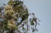 Flowering gum blowing in the breeze. Cerro de la Santa Cruz,  Antigua GT