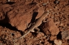 Lizard, Arches National Park, North & South Windows
