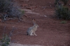Jack Rabbit. Arches National Park, North & South Windows