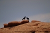 Crows don't always agree. Fin on Devil's Head trail, Arches National Park