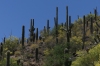 Magnificent cactii on the Mount Lemmon Scenic Highway in the Coronado National Park, Tucson AZ