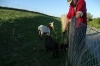 Denis feeds his goat friends. A walk through Arnex-sur-Orbe CH