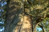 Martine's oak tree. A walk through Arnex-sur-Orbe CH