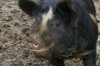 Moody Neale pigs (Ironage+Berkshire cross), getting fat, Burton Bradstock UK