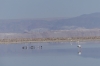 Chaxa Lake in the National Flamingo Reserve, Atacam Desert CL