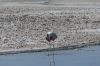 Chaxa Lake in the National Flamingo Reserve, Atacam Desert CL