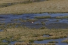 Flamingo. Vicuñas. Putana Wetlands, Atacama Desert CL