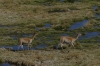 Vicuñas. Putana Wetlands, Atacama Desert CL