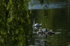 Swans on the River Netta, Augustów PL