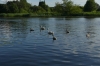 Swans on the River Netta, Augustów PL