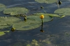 Yellow water lillies on the River Netta, Augustów PL