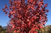 Autumn colours in Khancoban NSW