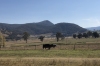 The birthplace of the Murray Greys cattle at Thologolong, on the Great River Road drive VIC