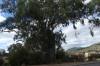 The Big Tree - largest red gum in the district. Myrtleford VIC