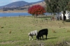 Cows on the Sandy Creek Rail Trail VIC