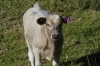 Cows on the Sandy Creek Rail Trail VIC