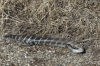 Patient blue tongue lizard on the dam wall at Khancoban NSW