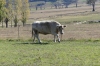 The birthplace of the Murray Greys cattle at Thologolong, on the Great River Road drive VIC