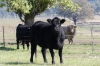 The birthplace of the Murray Greys cattle at Thologolong, on the Great River Road drive VIC