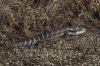 Blue-tongue lizard on the dam wall, Khancoban NSW