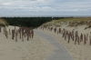 Nagliy Nature Reserve (the Dead Dunes), Curonian Spit LT