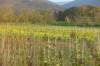 Sunflowers in Bammenthal DE