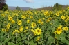Sunflowers in Bammenthal