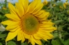 Sunflowers in Bammenthal DE