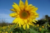 Sunflowers in Bammenthal DE