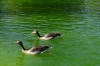 Waterbirds in Cuitadella Park, Barcelona