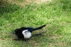 Magpie in Cuitadella Park, Barcelona