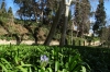 Lone flower. Romantic Garden of the Parc del Laberint, Barcelona ES