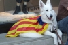 Catalonia Day in Barcelona ES